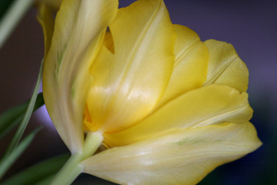 IMG_6510b.jpg
