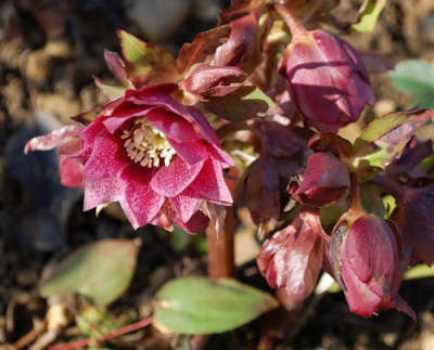 Rote_0010__2900.jpg
