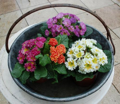 Bunte_Fruehlingsschale_0010__2749.jpg