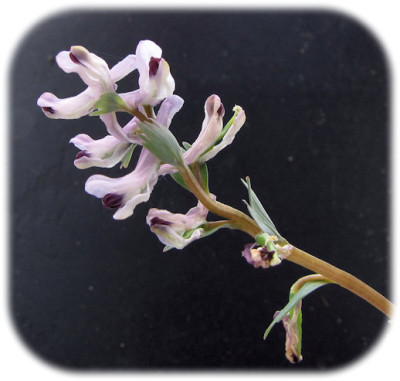 Image112_uu.jpg