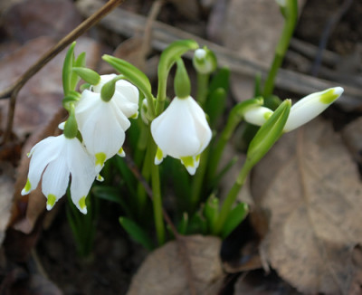 Maerzenbecher_0010__2740.jpg
