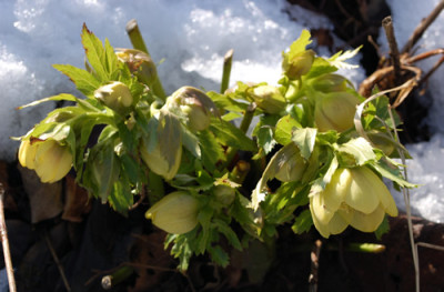 Helleborus_gelb_0010__2903.jpg