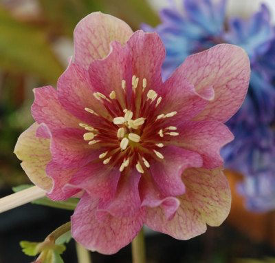 Helleborus_fidel_0010__2878.jpg