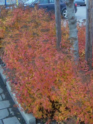 Spiraea-japonica-Herbst_web.jpg