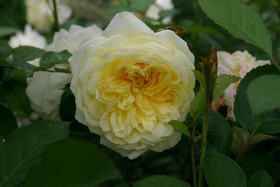 Rose_The_Pilgrim0708a.jpg
