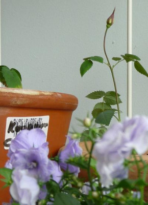 PrimeroCampanula.JPG