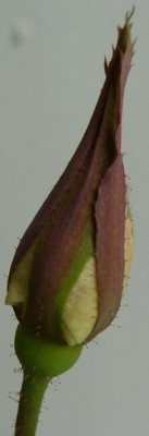 Saemling_MB_C1_Knospe5.JPG
