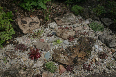 Sempervivum0908a.jpg