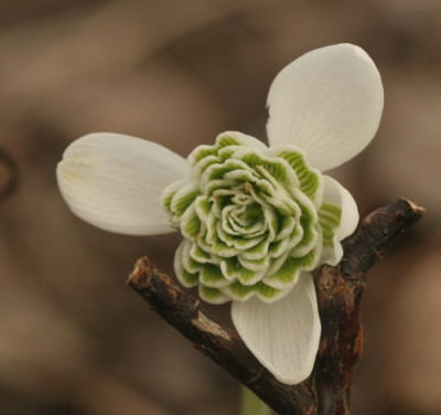 galanthus_hippolyta_8584.jpg