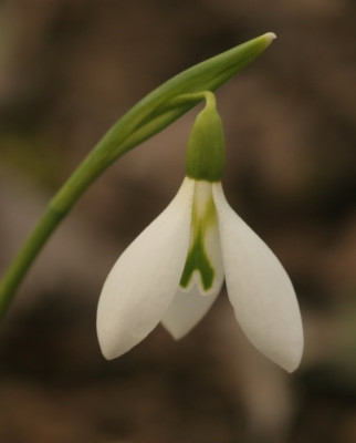 galanthus_robin_hood_8575.jpg