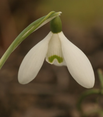galanthus_neill_frazer_8574.jpg