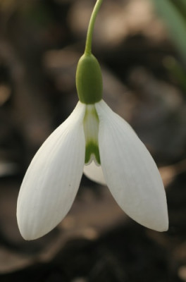 galanthus_john_gray_8570.jpg