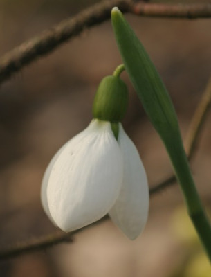 galanthus_merlin_8564.jpg