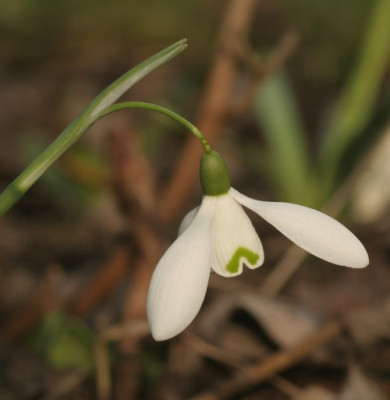 galanthus_brenda_troyle_8563.jpg