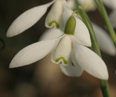 galanthus_sir_herbert_maxwell_8560.jpg
