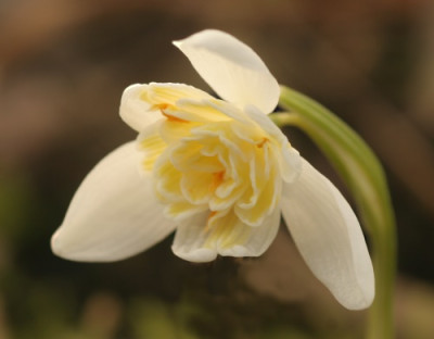 galanthus_lady_elphingstone_8599.jpg