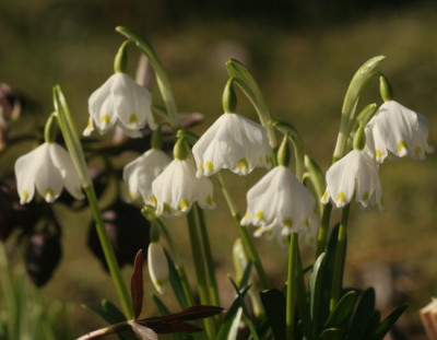 leucojum_vernum_8648.jpg