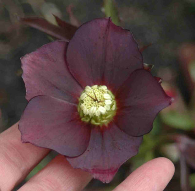 A7521a.JPG