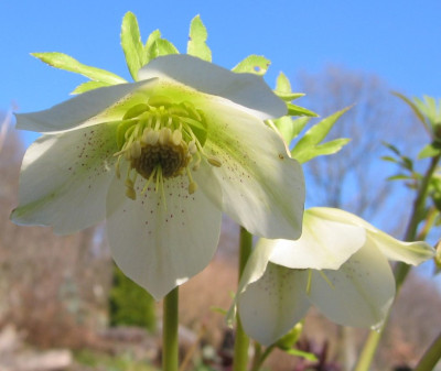 Helleborus_cyclophyllus_200903023.jpg