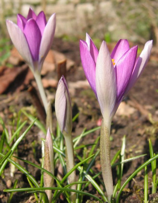 Crocus_tommassinianus_roseus.jpg