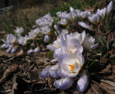 Crocus_20090308.jpg