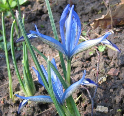 Iris_reticulata_Spring_Time_20090306.jpg