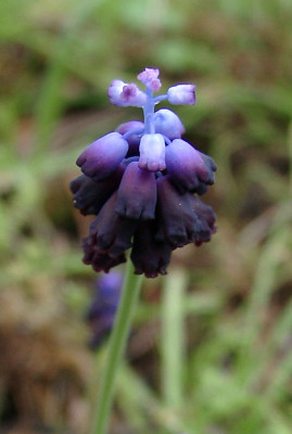 03260011_eMuscari_spec_Nordgriechenland.JPG