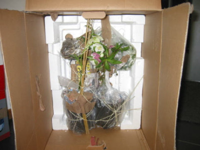 Pflanzenpaket_kap_horn_Maerz_09.jpg