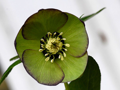 ashwood-green2.jpg