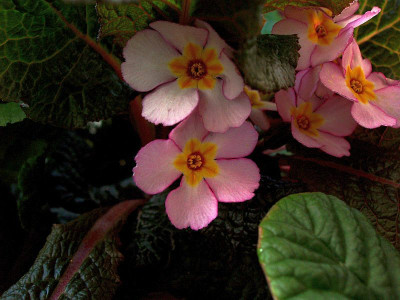 rosaprimel032009.jpg