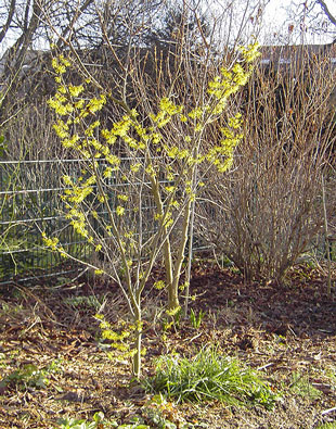 Hamamelis_Bluete_Habitus-k.jpg