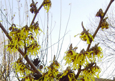 Hamamelis_Blueten-2k.jpg