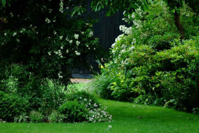 Rosa_Banksiae_1_14-06-2008.jpg