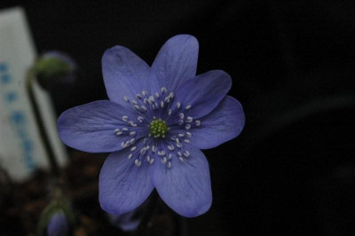 8.8.2009_023.jpg