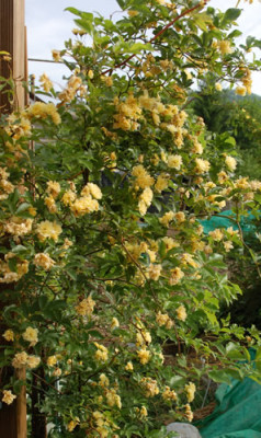 Banksia_lutea_0010__24362.jpg