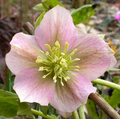 Helleborus_hellrosa_11.3.09.jpg