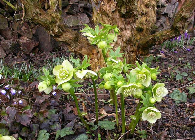 Helleborus_grunwei_11.3.09.jpg