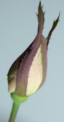 Saemling_MB_C1_Knospe6.jpg