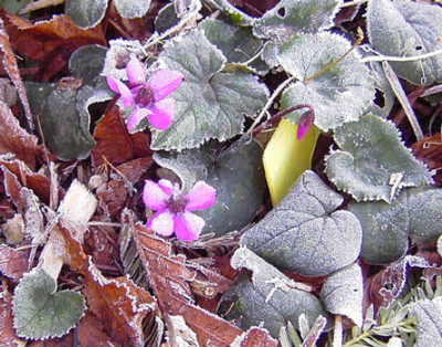 Cyclamen_coum_Januar-k.jpg