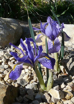 Iris_histrio.jpg