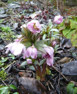 Helleborus_tibetanus_fars_2009.jpg