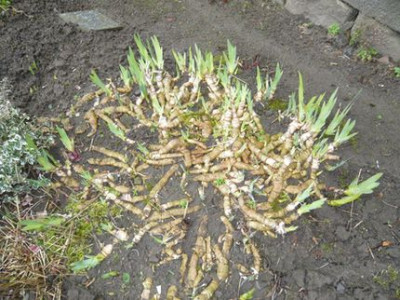 Medusenhaupt.jpg