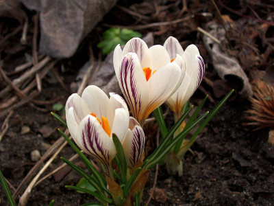 crocus_versicolor_picturatus2009.jpg