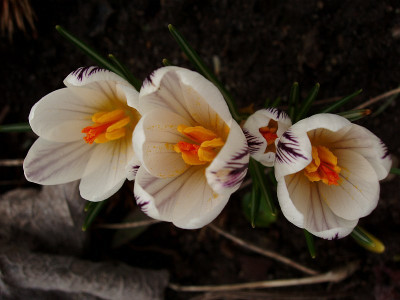 crocus_versicolor_picturatus2-2009.jpg