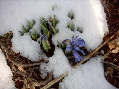 Iris_2009_018.jpg