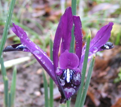 Iris_reticulata_Purple_Gem.jpg