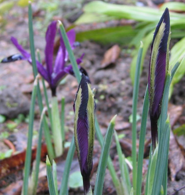 Iris_reticulata_Purple_Gem_02.jpg
