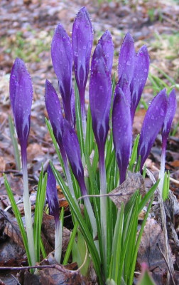 Crocus_chrysanthus_Blue_Bird.jpg