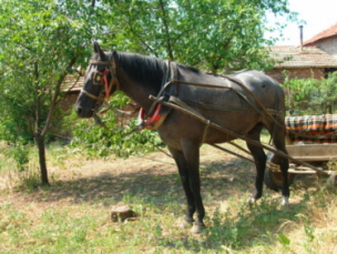 pferd.jpg
