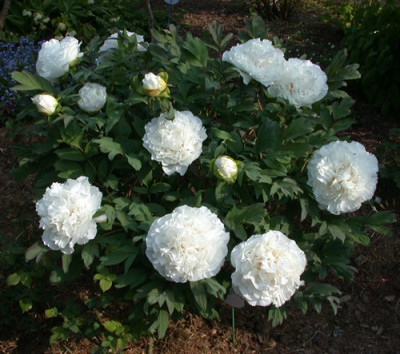 Hakuo-Jishi_0011__35326.jpg